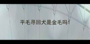 平毛寻回犬是金毛吗