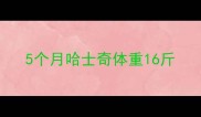 5个月哈士奇体重16斤