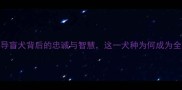 拉布拉多寓意导盲犬背后的忠诚与智慧这一犬种为何成为全球最热门宠物犬