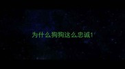为什么狗狗这么忠诚