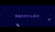 泰迪犬吃什么美毛
