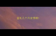 金毛几个月发情期