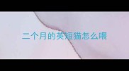二个月的英短猫怎么喂