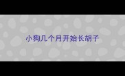 小狗几个月开始长胡子