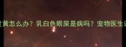 哈士奇眼白发黄怎么办乳白色眼屎是病吗宠物医生详解护理指南