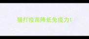 猫打疫苗降低免疫力