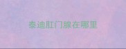 泰迪肛门腺在哪里