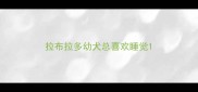 拉布拉多幼犬总喜欢睡觉