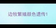 边牧繁殖颜色遗传