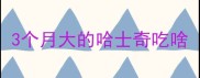 3个月大的哈士奇吃啥