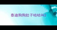 泰迪狗狗肚子咕咕叫