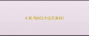 小狗用的狂犬疫苗真假