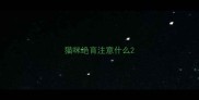 猫咪绝育注意什么