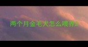两个月金毛犬怎么喂养