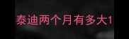 泰迪两个月有多大