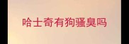 哈士奇有狗骚臭吗