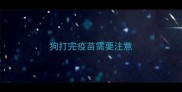 狗打完疫苗需要注意