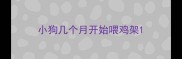 小狗几个月开始喂鸡架