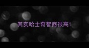 其实哈士奇智商很高