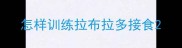 怎样训练拉布拉多接食