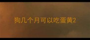狗几个月可以吃蛋黄
