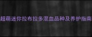 全网最全5个超萌迷你拉布拉多混血品种及养护指南附对比图