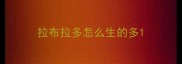 拉布拉多怎么生的多