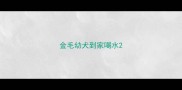 金毛幼犬到家喝水