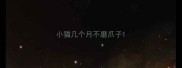 小猫几个月不磨爪子