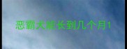 恶霸犬能长到几个月