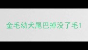 金毛幼犬尾巴掉没了毛
