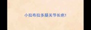 小拉布拉多腿关节长疤