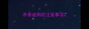 养泰迪狗的注意事项