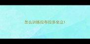 怎么训练拉布拉多坐立