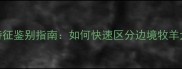 边境牧羊犬特征鉴别指南如何快速区分边境牧羊犬与其他犬种
