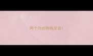 两个月的狗狗牙齿