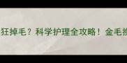 10个月金毛疯狂掉毛科学护理全攻略金毛换毛期必看指南