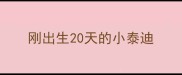 刚出生20天的小泰迪