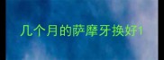 几个月的萨摩牙换好