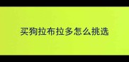 买狗拉布拉多怎么挑选
