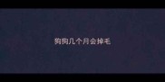 狗狗几个月会掉毛