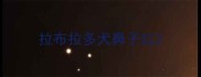拉布拉多犬鼻子红