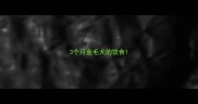 3个月金毛犬的饮食
