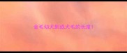 金毛幼犬到成犬毛的长度