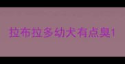 拉布拉多幼犬有点臭