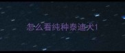 怎么看纯种泰迪犬