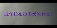 成年拉布拉多犬吃什么