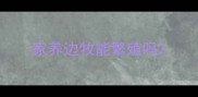家养边牧能繁殖吗