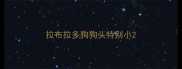 拉布拉多狗狗头特别小