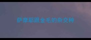 萨摩耶跟金毛的杂交种